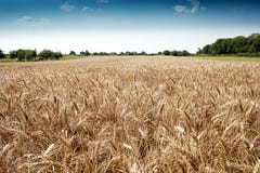 Giacimento di grano dorato Giacimento di grano dorato