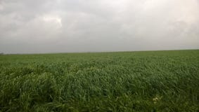 Giacimento di grano verde nell'inverno tardo immagini stock libere da diritti Giacimento di grano verde nell'inverno tardo immagini stock libere da diritti