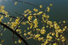 Giallo del fiore della primavera a Berna accanto al fiume immagine stock libera da diritti Giallo del fiore della primavera a Berna accanto al fiume immagine stock libera da diritti