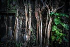 Giant banyan tree roots at Ta Prohm temple. Angkor Wat, Cambodia Royalty Free Stock Image Giant banyan tree roots at Ta Prohm temple. Angkor Wat, Cambodia Royalty Free Stock Image