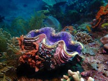 Giant clam &#x28; tridacna gigas &#x29; in colorful reef coral