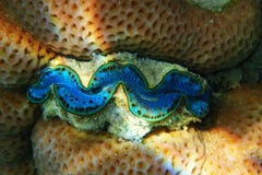 Giant clam from egypt