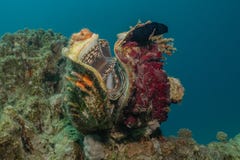 Giant Clam in the Red Sea