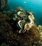 Giant clam, Tridacna gigas,