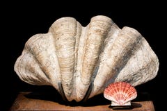 Giant clam Tridacna gigas bivalve mollusk and scallop shell specimens