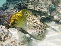 Giant Moray Eel Royalty Free Stock Photos Giant Moray Eel Royalty Free Stock Photos