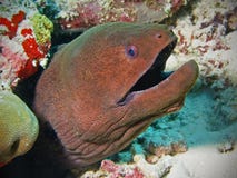 Giant Moray Eel In Maldives Royalty Free Stock Photo