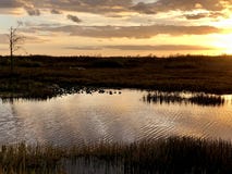 Sunset in the swamps. Giant orange sun sets behind the bayou of a cypress swamp and reflects in the river royalty free stock photo Sunset in the swamps. Giant orange sun sets behind the bayou of a cypress swamp and reflects in the river royalty free stock photo
