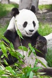 Giant Panda Royalty Free Stock Photography