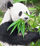 Giant Panda Stock Images