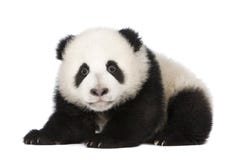 Giant Panda (4 months) - Ailuropoda melanoleuca stock photos Giant Panda (4 months) - Ailuropoda melanoleuca stock photos