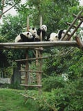 Giant Panda Royalty Free Stock Images