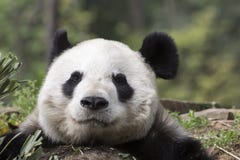 Giant Panda Bear Asleep Closeup Stock Image
