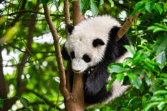 Giant Panda Bear In China Royalty Free Stock Image