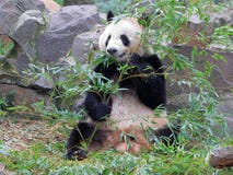 The giant panda eating bamboo