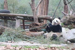Giant panda is eating bamboo, Bifengxia Nature Reserve, Sichuan Province vector illustration Giant panda is eating bamboo, Bifengxia Nature Reserve, Sichuan Province vector illustration