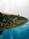 Giant Potato cod Great Barrier Reef Australia royalty free stock photo Giant Potato cod Great Barrier Reef Australia royalty free stock photo