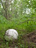 Giant Puffball Royalty Free Stock Image Giant Puffball Royalty Free Stock Image