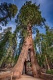 Giant sequoia near Yosemite National Park in California stock images Giant sequoia near Yosemite National Park in California stock images