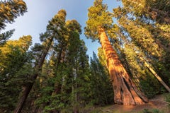 Giant Sequoias at sunset in Sequoia National park stock photos Giant Sequoias at sunset in Sequoia National park stock photos