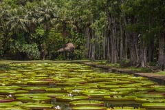 Giant Water Lily In Pamplemousse Botanical Garden. Island Mauritius Stock Photography Giant Water Lily In Pamplemousse Botanical Garden. Island Mauritius Stock Photography
