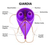 Giardial vector illustration Giardial vector illustration