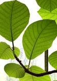 Giardini botanici reali di Kew, sito di eredità dell'Unesco, Kew Londra ad ovest, giardini botanici fotografia stock libera da diritti Giardini botanici reali di Kew, sito di eredità dell'Unesco, Kew Londra ad ovest, giardini botanici fotografia stock libera da diritti