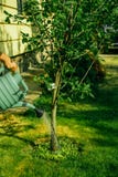 Giardiniere che innaffia un albero fotografie stock libere da diritti Giardiniere che innaffia un albero fotografie stock libere da diritti