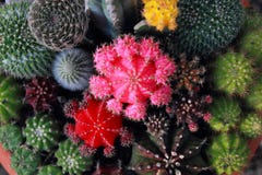 Giardino del cactus di vista superiore, fuoco concentrare immagine stock Giardino del cactus di vista superiore, fuoco concentrare immagine stock
