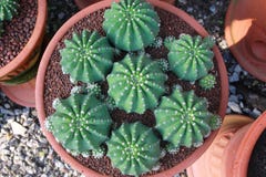 Giardino del cactus di vista superiore, fuoco concentrare fotografia stock libera da diritti Giardino del cactus di vista superiore, fuoco concentrare fotografia stock libera da diritti
