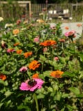 Giardino organico: ape rosa arancione dei fiori di zinnia immagini stock Giardino organico: ape rosa arancione dei fiori di zinnia immagini stock