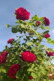 Giardino rosso di estate di Rosa, fiori del cespuglio fotografia stock libera da diritti Giardino rosso di estate di Rosa, fiori del cespuglio fotografia stock libera da diritti