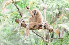 Gibbon Sitting On A Swing. Royalty Free Stock Photography