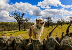 Gibson Australian Shepherd posing on a stone wall. royalty free stock images Gibson Australian Shepherd posing on a stone wall. royalty free stock images