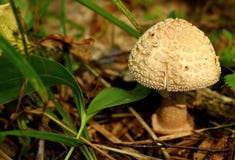Giftige de herfstpaddestoel stock afbeeldingen Giftige de herfstpaddestoel stock afbeeldingen