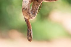 Giftige Schlange, die von einem Baum in Sri Lanka hängt lizenzfreie stockfotografie Giftige Schlange, die von einem Baum in Sri Lanka hängt lizenzfreie stockfotografie