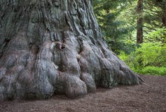 gigant fotografia royalty free gigant fotografia royalty free