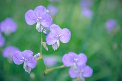 Giganteum pourpre de Murdannia de noms de wildflowers sur le backgroun trouble photos stock Giganteum pourpre de Murdannia de noms de wildflowers sur le backgroun trouble photos stock