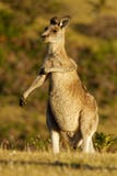 Giganteus Macropus - ανατολικό γκρίζο καγκουρό στην Τασμανία στην Αυστραλία, νησί της Μαρίας, Τασμανία, που στέκεται στο λιβάδι τ Στοκ Εικόνες Giganteus Macropus - ανατολικό γκρίζο καγκουρό στην Τασμανία στην Αυστραλία, νησί της Μαρίας, Τασμανία, που στέκεται στο λιβάδι τ Στοκ Εικόνες