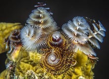 Giganteus Spirobranchus, συνήθως γνωστό ως σκουλήκια χριστουγεννιάτικων δέντρων στοκ εικόνες Giganteus Spirobranchus, συνήθως γνωστό ως σκουλήκια χριστουγεννιάτικων δέντρων στοκ εικόνες