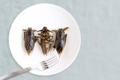 Gigantyczna Wodna pluskwa jest jadalnym insektem dla jeść gdy karmowi insekty gotuje smażącą przekąskę na bielu talerzu z rozwidl obraz stock Gigantyczna Wodna pluskwa jest jadalnym insektem dla jeść gdy karmowi insekty gotuje smażącą przekąskę na bielu talerzu z rozwidl obraz stock