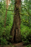 Gigantyczne sekwoje w lesie, Yosemite park narodowy zdjęcie royalty free Gigantyczne sekwoje w lesie, Yosemite park narodowy zdjęcie royalty free
