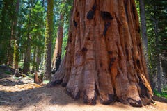 Gigantycznej sekwoi redwood drzewa w sekwoja parku narodowym obraz royalty free Gigantycznej sekwoi redwood drzewa w sekwoja parku narodowym obraz royalty free