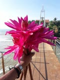 Giglio rosa sul ponte in mare fotografie stock libere da diritti Giglio rosa sul ponte in mare fotografie stock libere da diritti