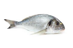 Gilt-head Sea Bream Fish Stock Photos Gilt-head Sea Bream Fish Stock Photos