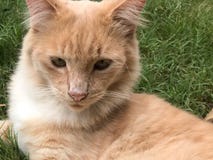 Ginger Cat image libre de droits Ginger Cat image libre de droits