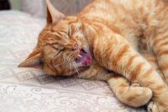 A pet Ginger cat with large fangs showing.