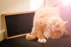 Ginger Cat Lying On The Floor With Empty Blackboard. Royalty Free Stock Photos