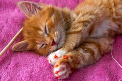 Ginger cat relax after play. the kitten is lying on its back on pink cover. kitty is sleeping. close up royalty free stock image Ginger cat relax after play. the kitten is lying on its back on pink cover. kitty is sleeping. close up royalty free stock image
