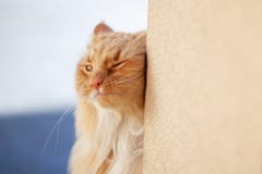 Ginger Cat Rubbing Against A Wall. Royalty Free Stock Photography